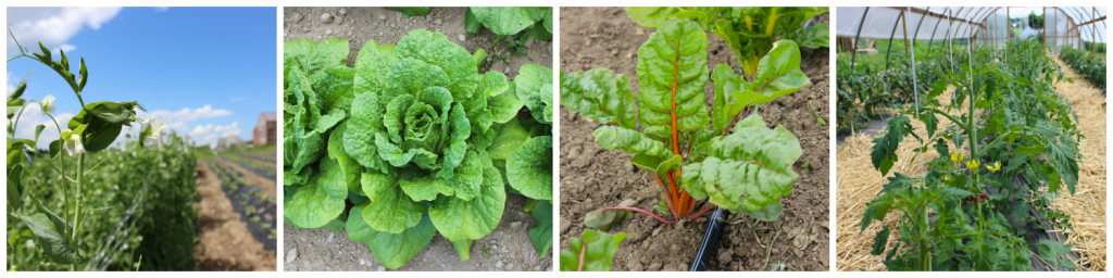 farm dinner collage