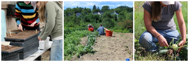 farm job 1