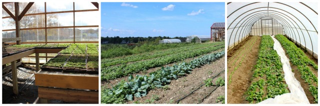 farm job 3