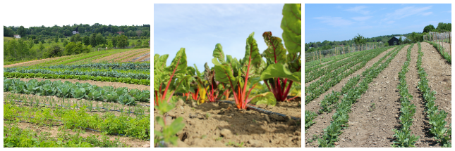 farm-collage-three