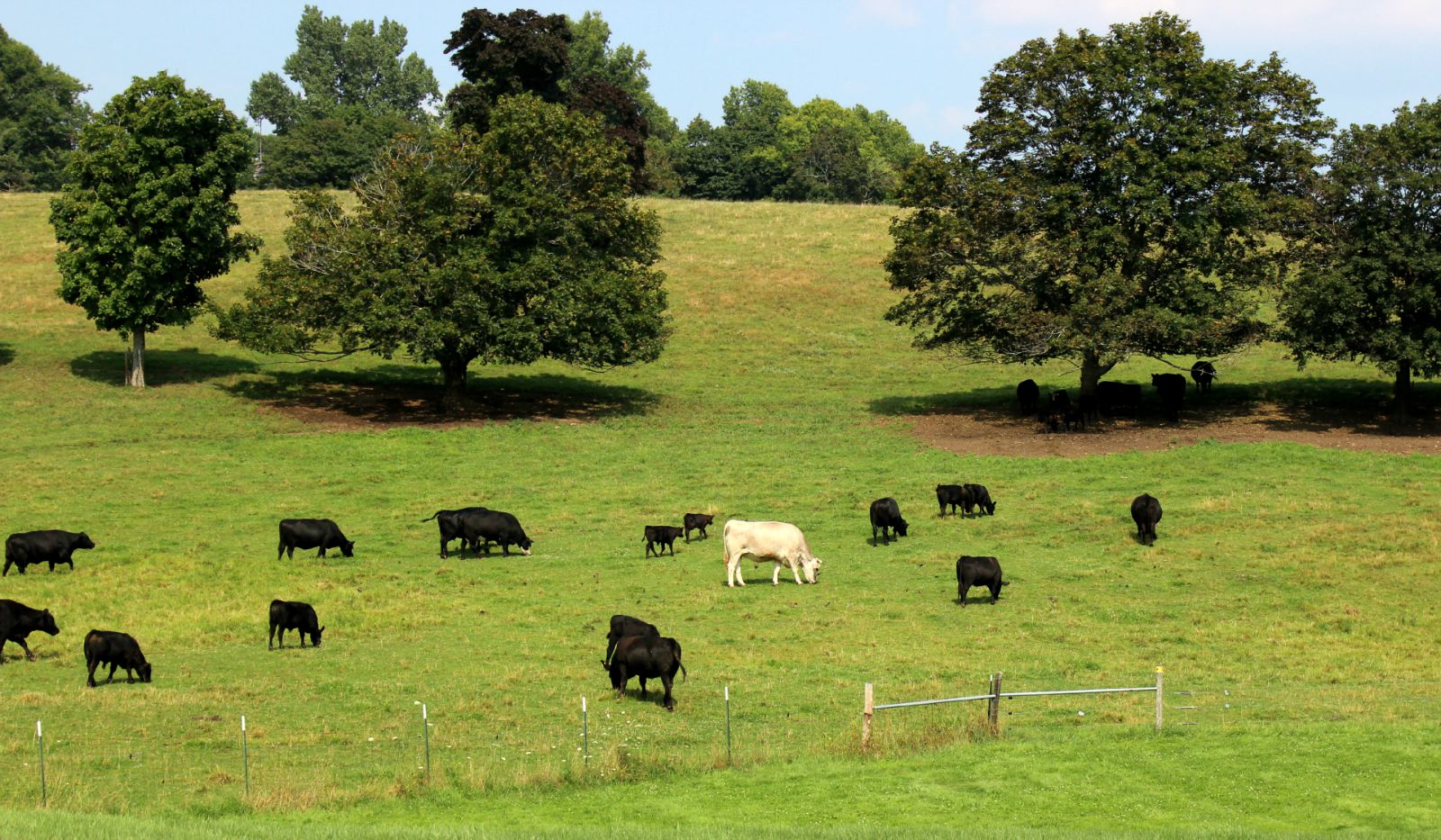 Black angus cattle and light brown cow grazing on Gibbet Hill 