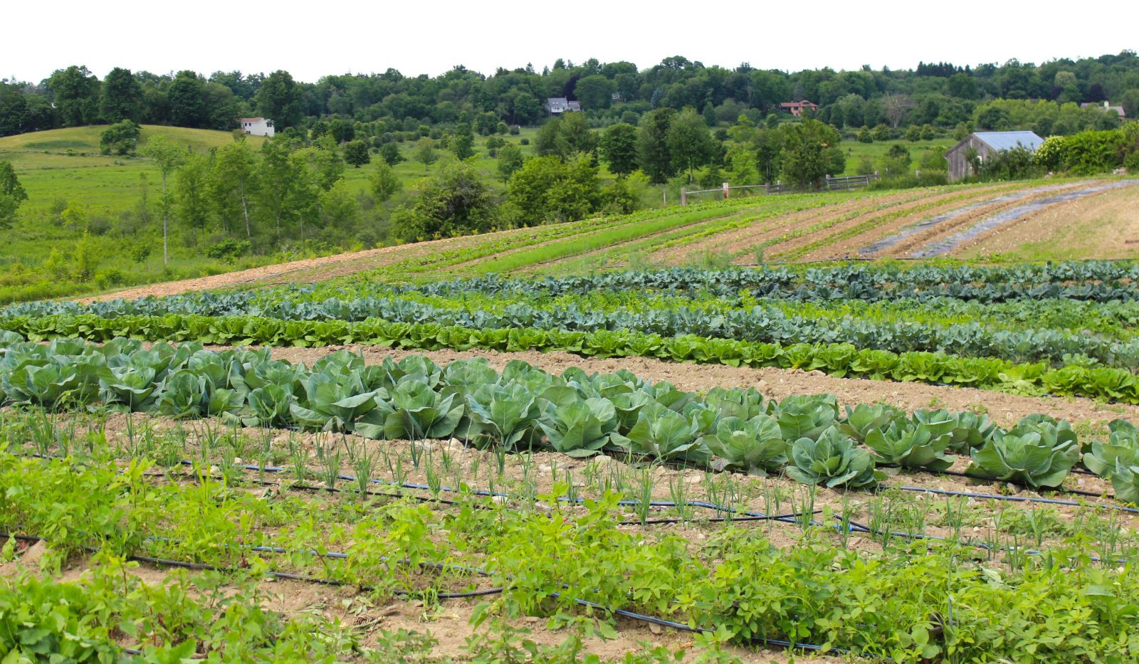 vegetables growing in rows on farm field