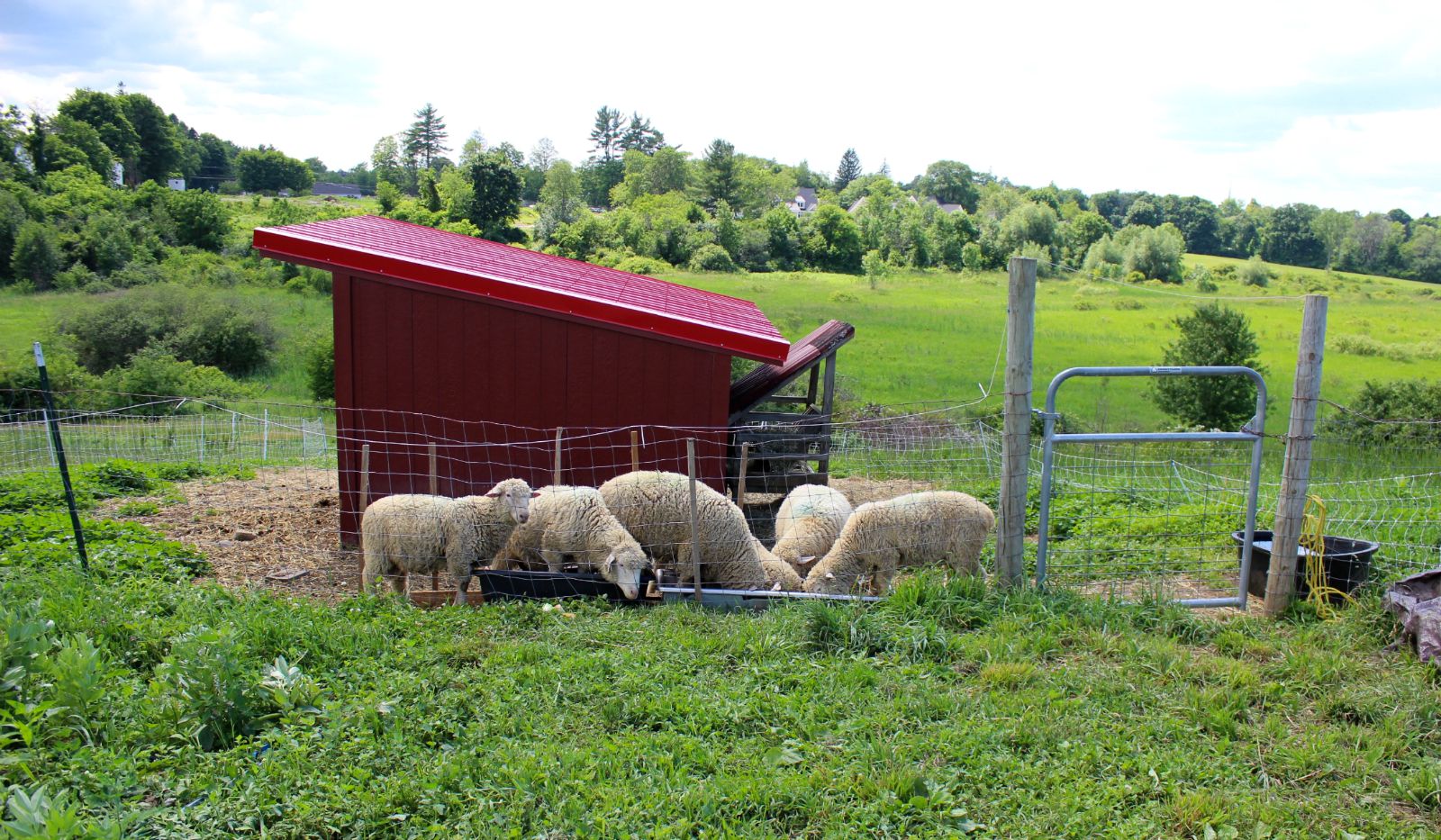 6 Lambs eating out of trough. 