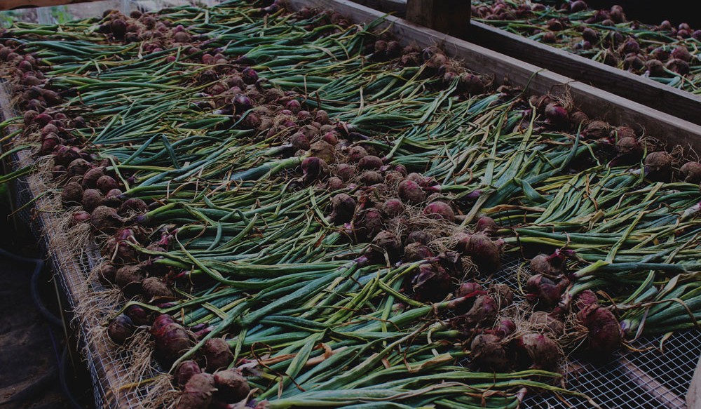 Red onions drying on bed in green house 